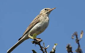 Tawny Pipit