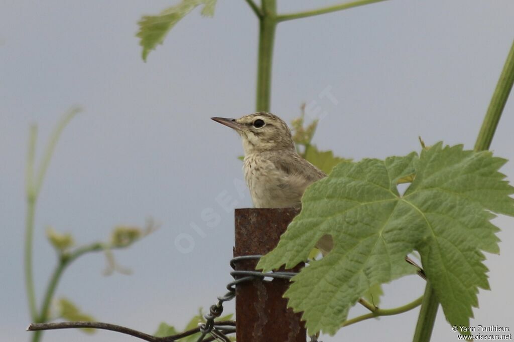 Tawny Pipit