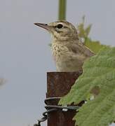 Tawny Pipit