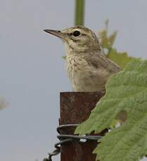 Pipit rousseline