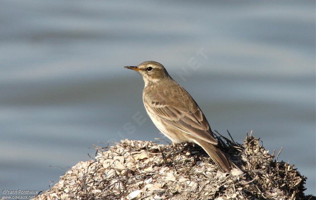 Water Pipit