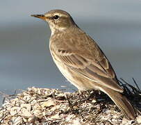 Water Pipit