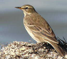 Pipit spioncelle