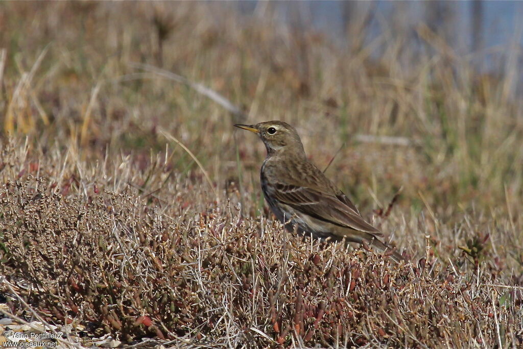 Pipit spioncelle