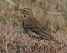 Water Pipit