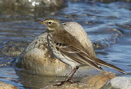 Water Pipit