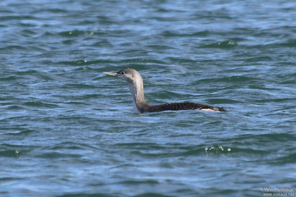 Plongeon catmarin