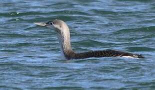 Plongeon catmarin