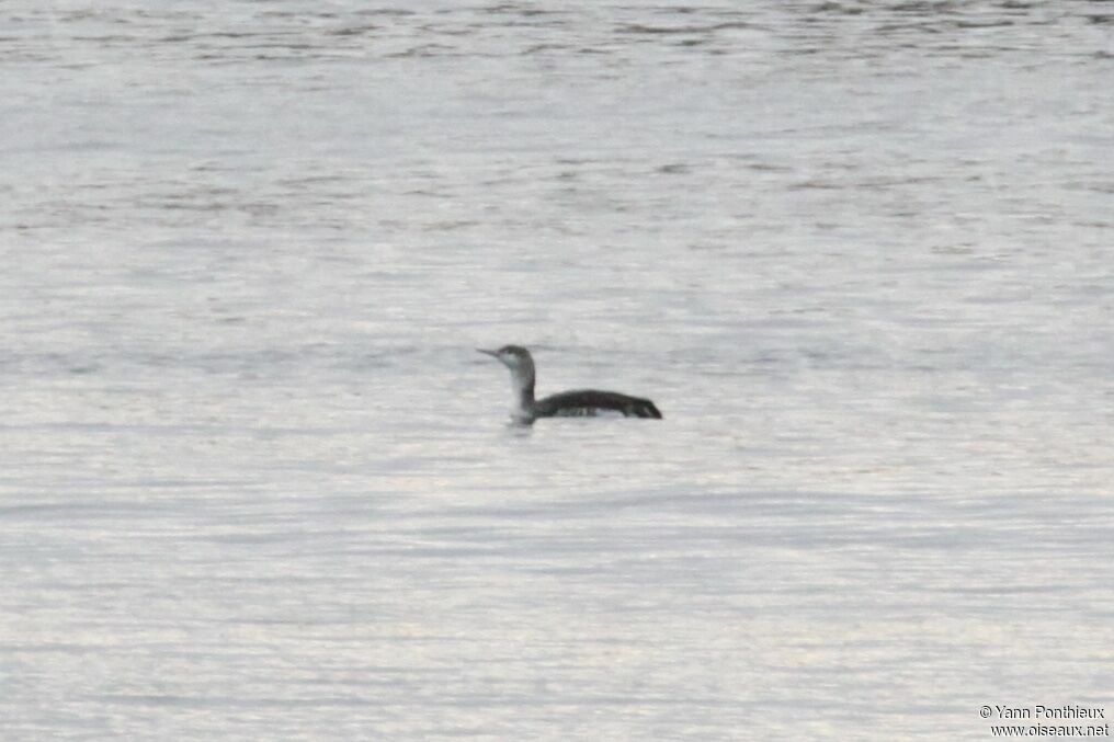 Red-throated Loon