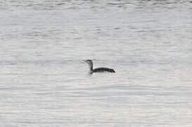 Plongeon catmarin