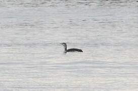 Red-throated Loon