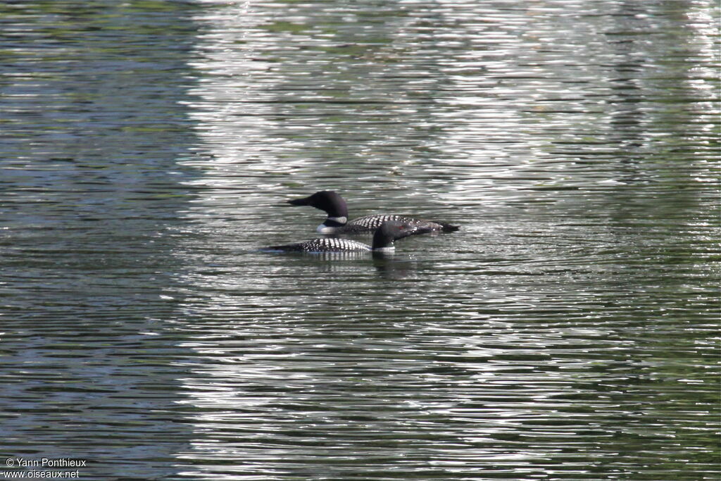 Common Loonadult breeding