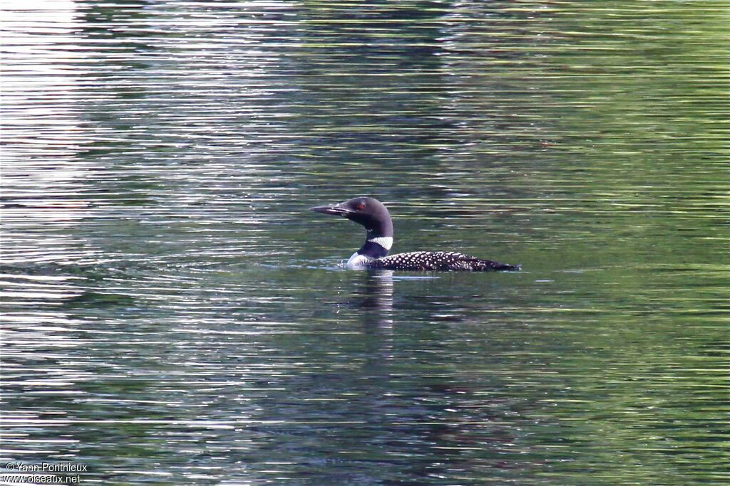 Common Loonadult breeding