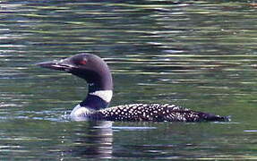 Common Loon