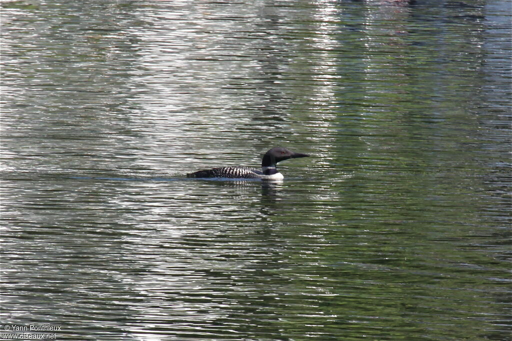 Common Loonadult breeding