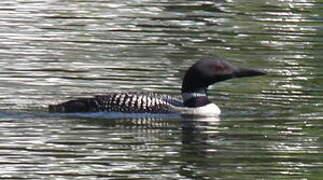 Common Loon