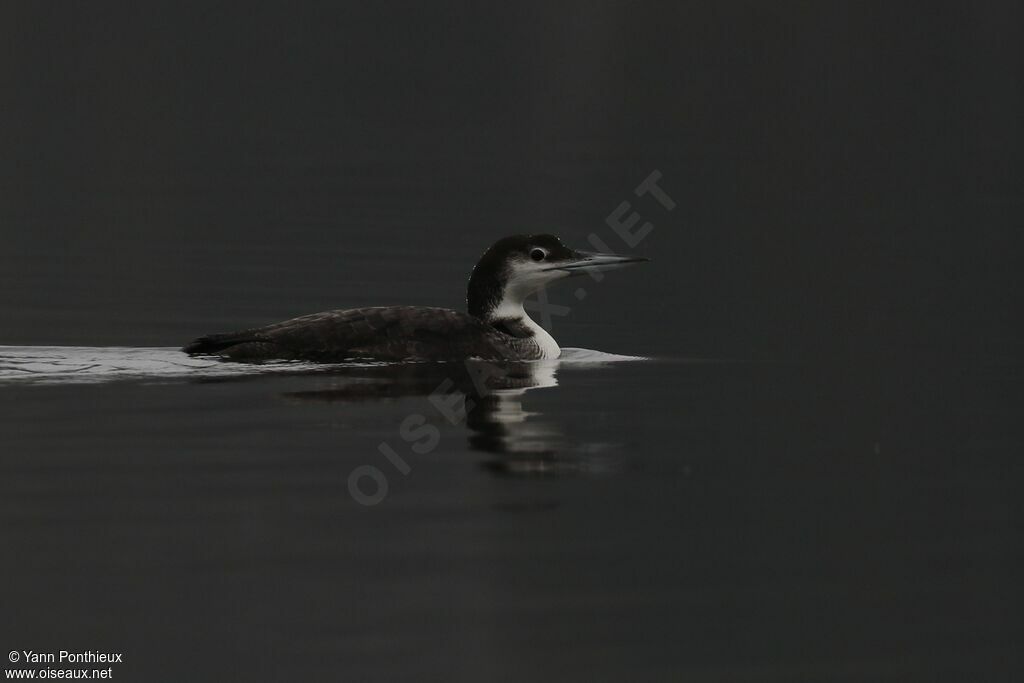 Common Loonadult post breeding