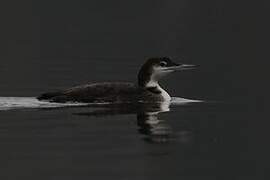 Common Loon