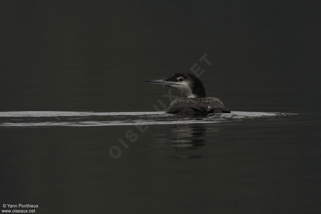 Common Loonadult post breeding