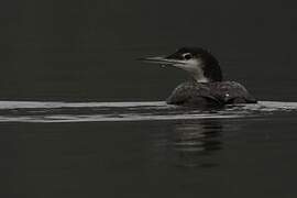 Common Loon