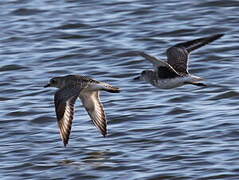 Grey Plover