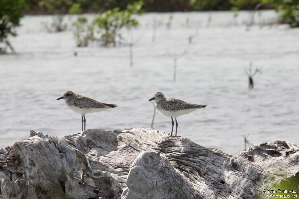 Grey Plover