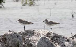 Grey Plover