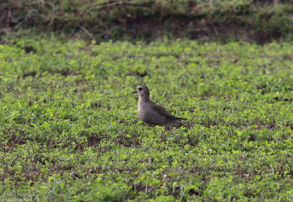 European Golden Ploverimmature