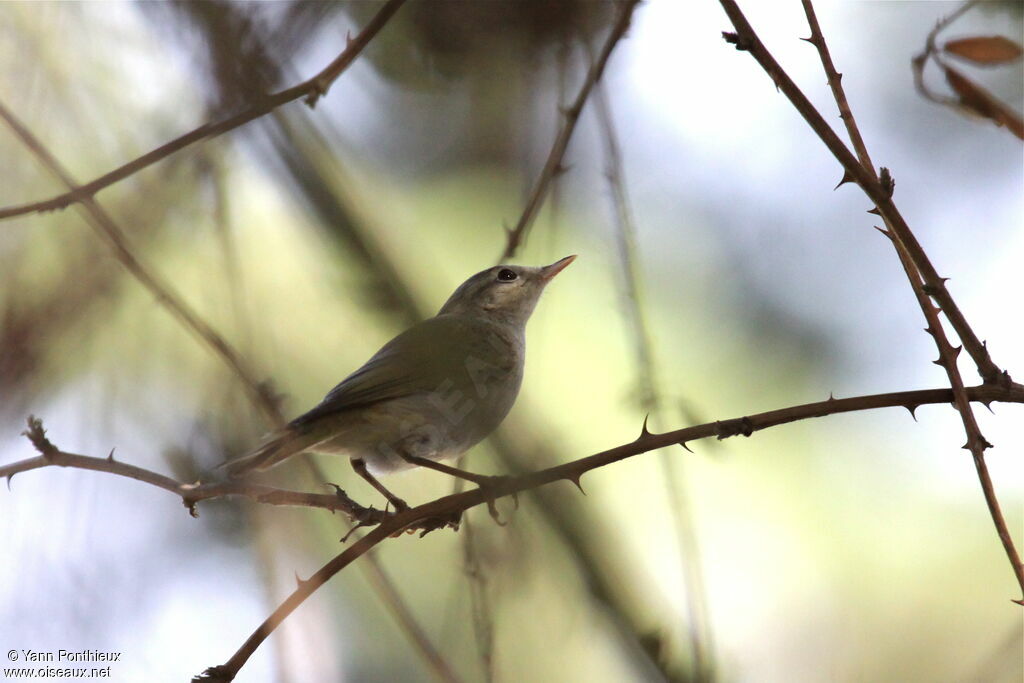 Western Bonelli's Warbler