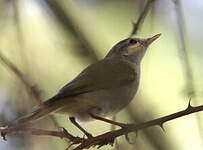 Pouillot de Bonelli