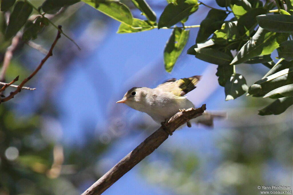 Western Bonelli's Warbler