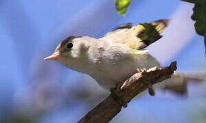 Western Bonelli's Warbler