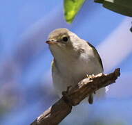 Western Bonelli's Warbler