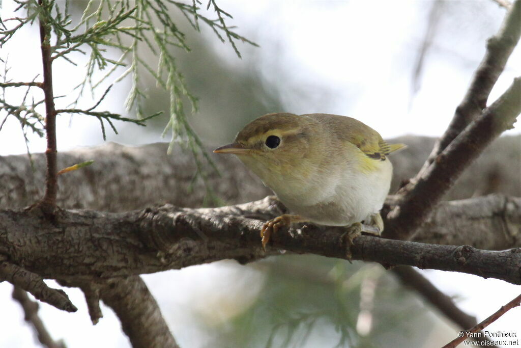 Western Bonelli's Warbler