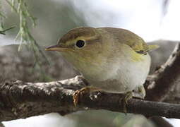 Western Bonelli's Warbler