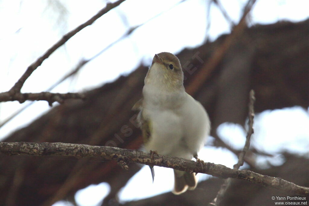 Western Bonelli's Warbler