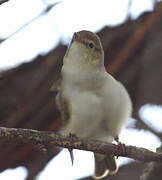 Western Bonelli's Warbler