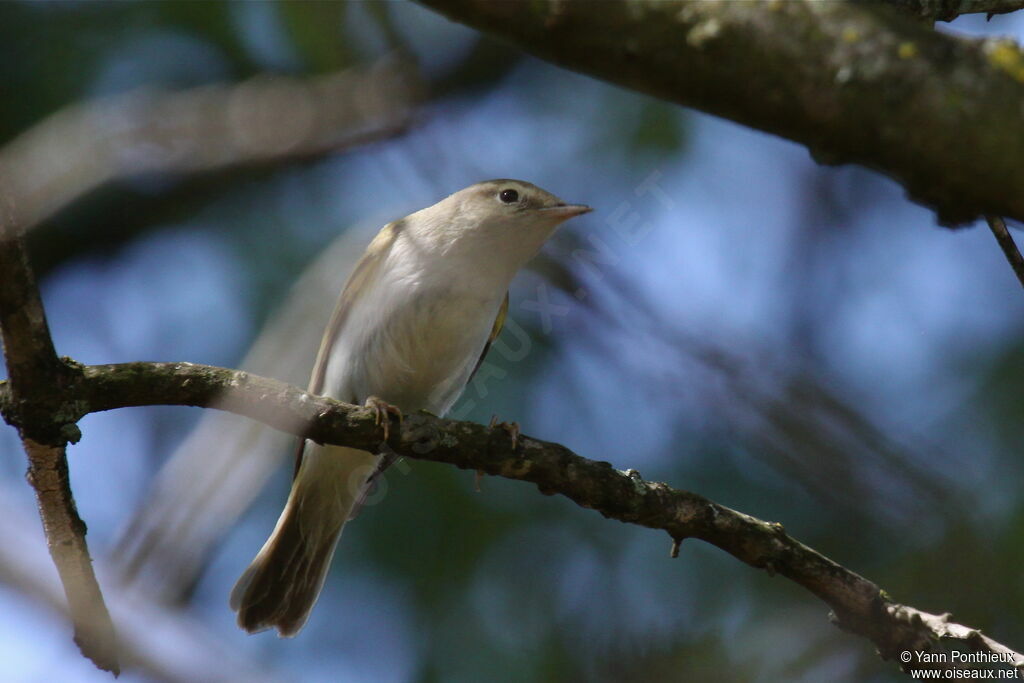 Western Bonelli's Warbler