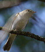 Western Bonelli's Warbler