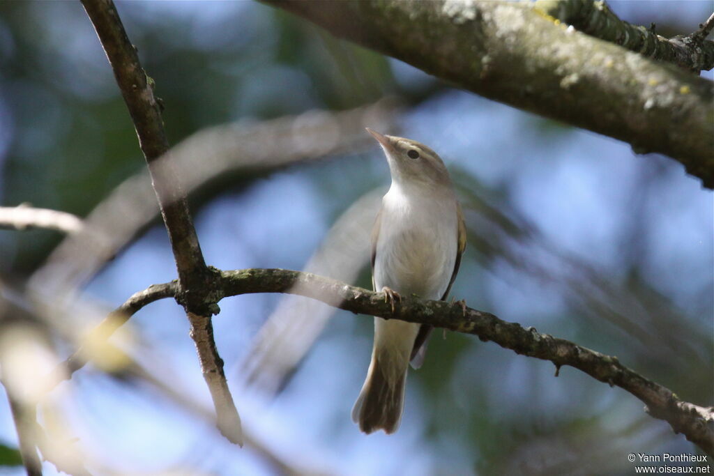 Western Bonelli's Warbler