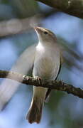 Western Bonelli's Warbler