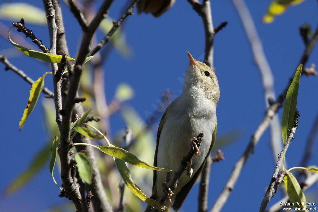 Western Bonelli's Warbler