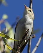 Western Bonelli's Warbler