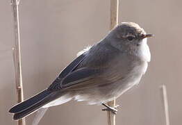 Common Chiffchaff (tristis)