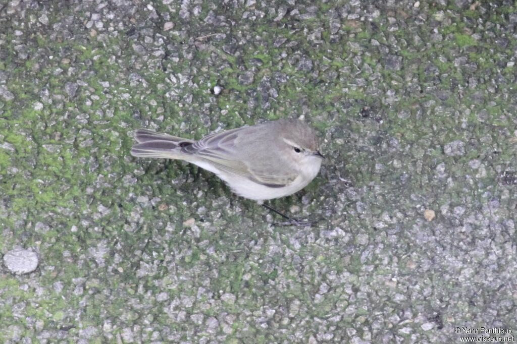 Common Chiffchaff (tristis)