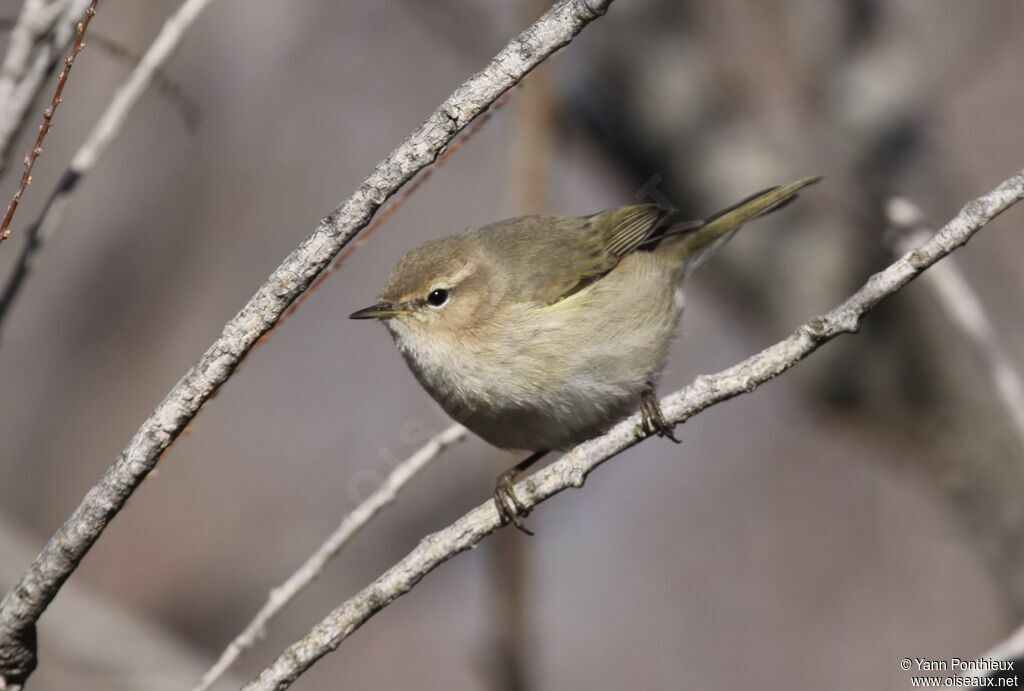 Common Chiffchaff (tristis)