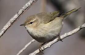 Common Chiffchaff (tristis)