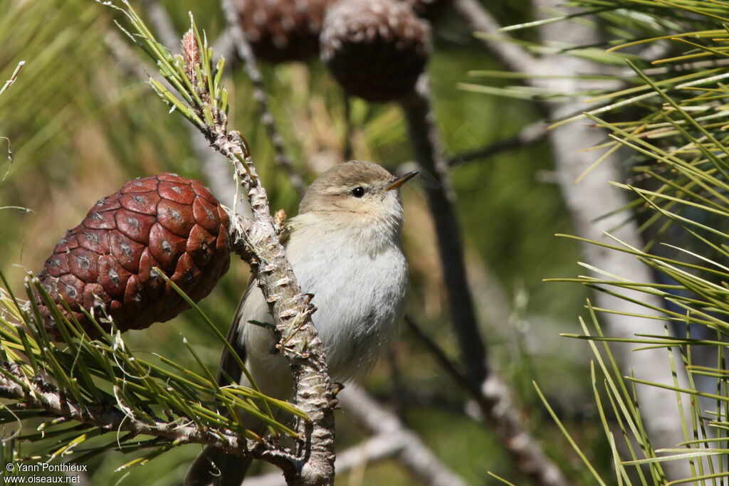 Common Chiffchaff (tristis)