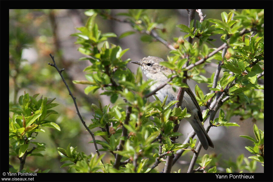 Common Chiffchaff (tristis)