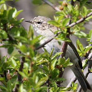 Common Chiffchaff (tristis)